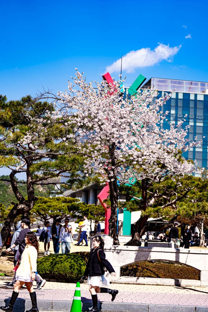 대전 벚꽃 명소 카이스트 벚꽃 출사기 27