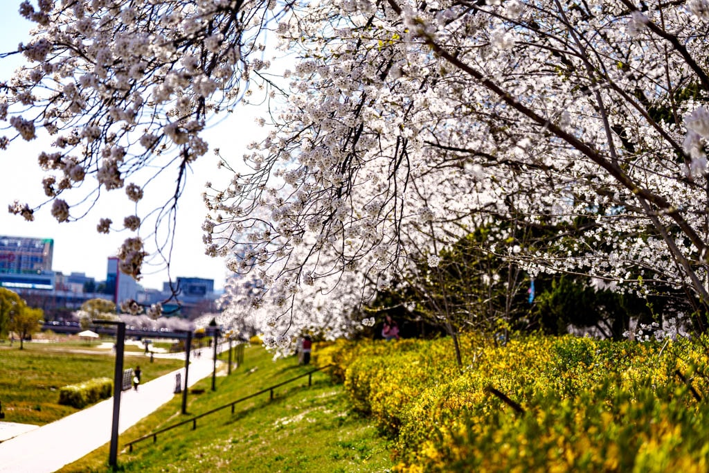 대전 벚꽃 명소 카이스트 벚꽃 출사기 20