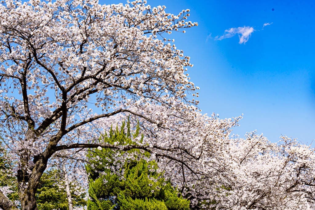 대전 벚꽃 명소 카이스트 벚꽃 출사기 23