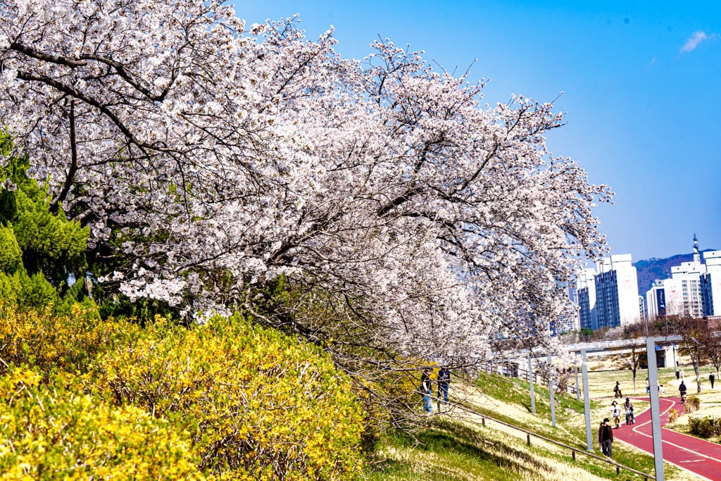 대전 벚꽃 명소 카이스트 벚꽃 출사기 19