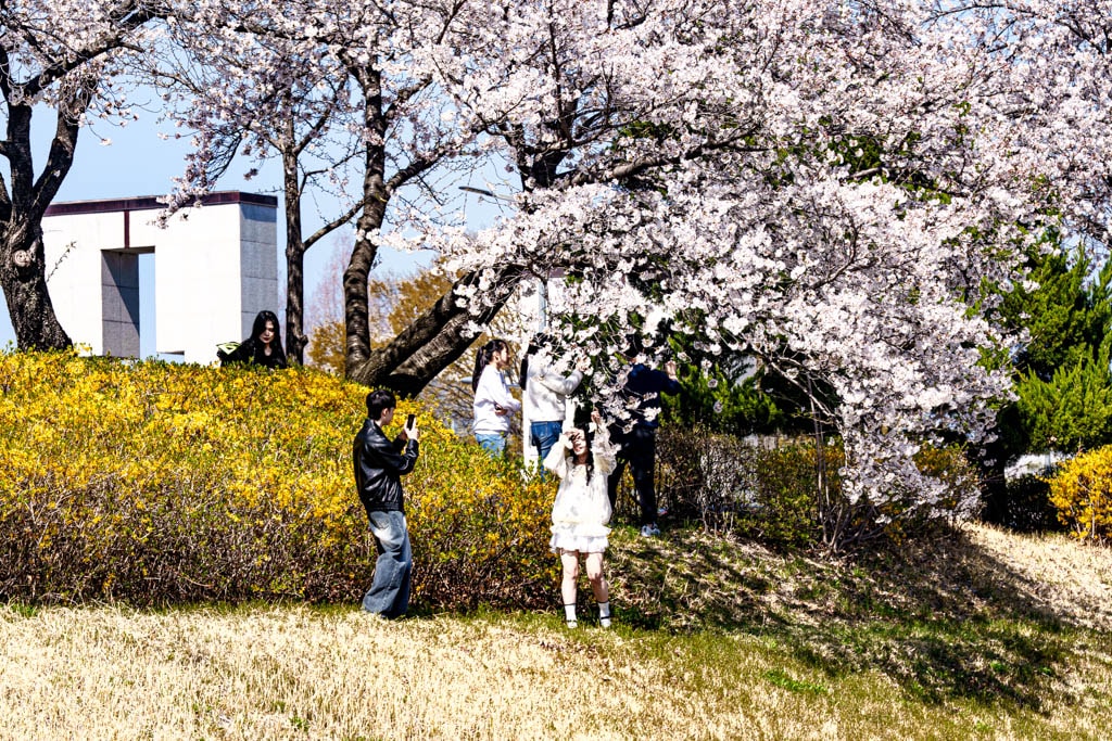 대전 벚꽃 명소 카이스트 벚꽃 출사기 21