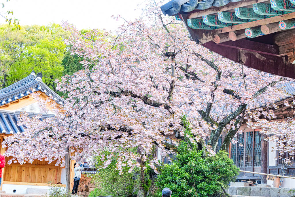 겹벚꽃 명소 서산 개심사 겹벚꽃 출사기 43