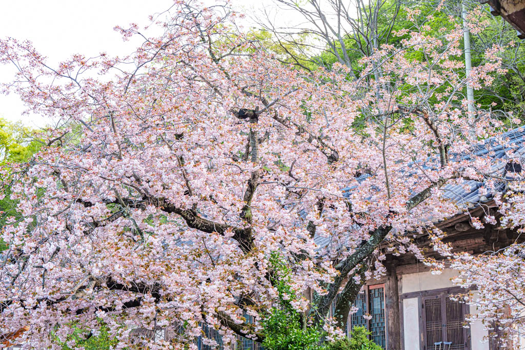 겹벚꽃 명소 서산 개심사 겹벚꽃 출사기 44