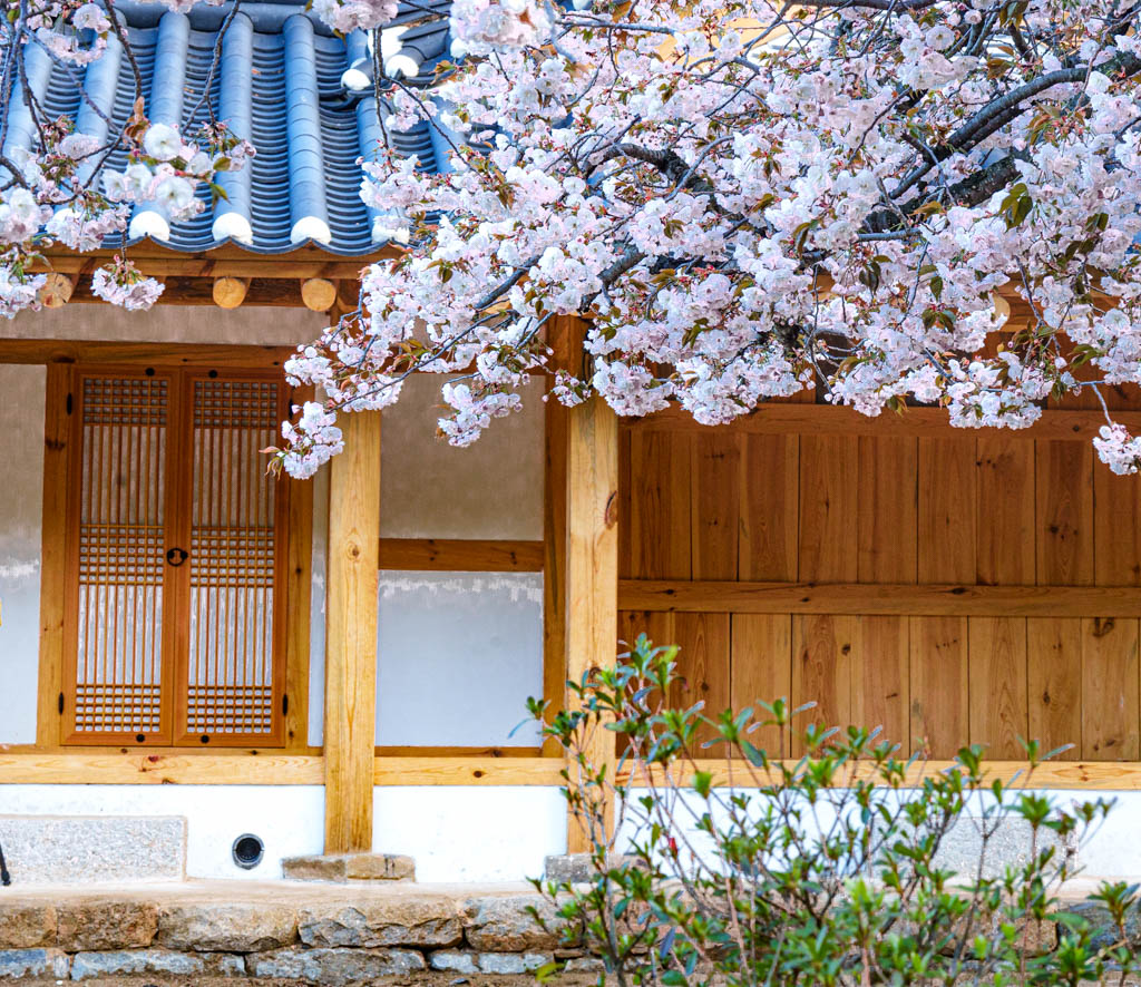 겹벚꽃 명소 서산 개심사 겹벚꽃 출사기 42