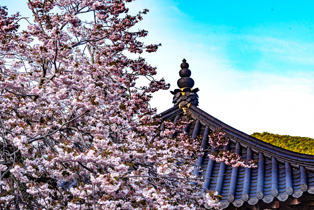 겹벚꽃 명소 서산 개심사 겹벚꽃 출사기 49