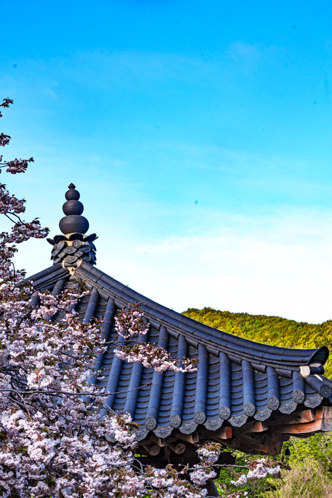 겹벚꽃 명소 서산 개심사 겹벚꽃 출사기 48