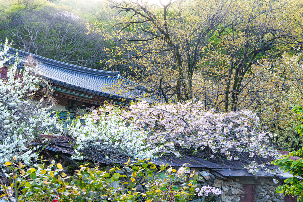 겹벚꽃 명소 서산 개심사 겹벚꽃 출사기 51