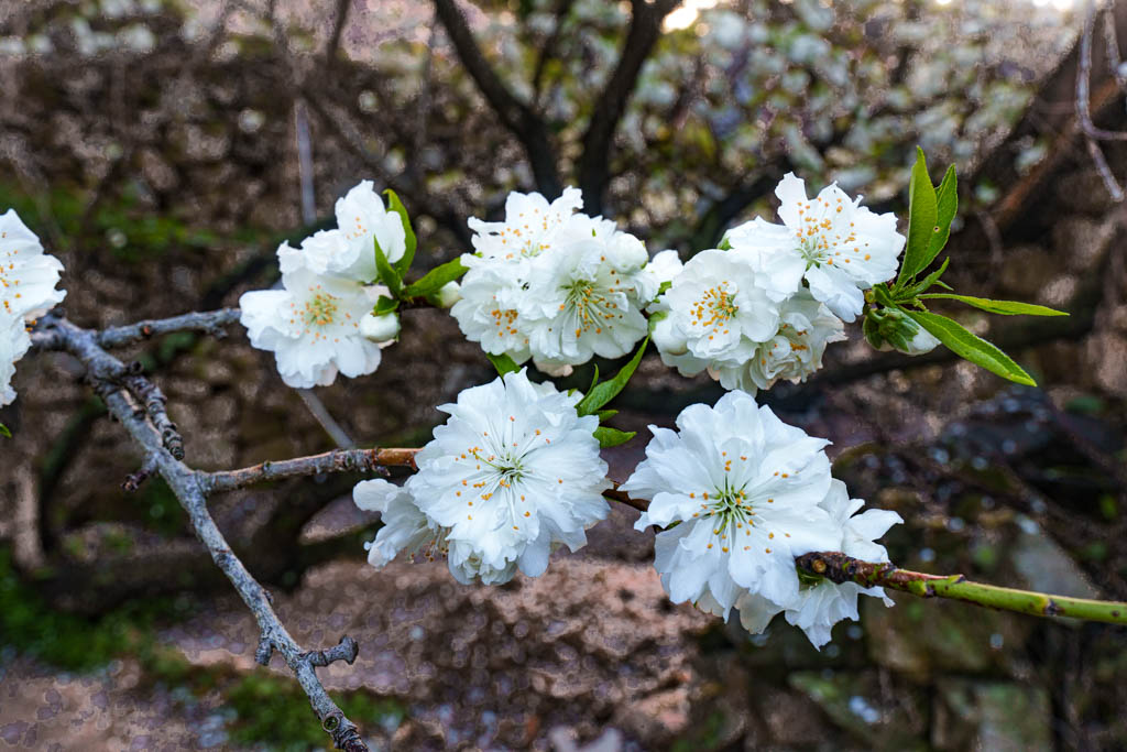 겹벚꽃 명소 서산 개심사 겹벚꽃 출사기 53