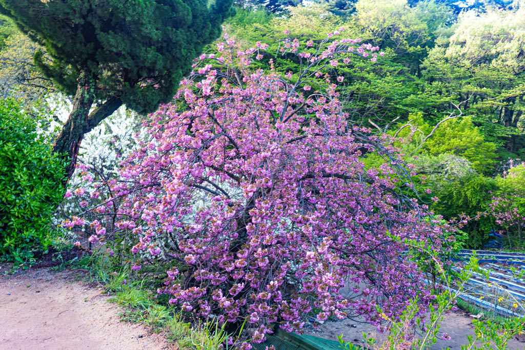 겹벚꽃 명소 서산 개심사 겹벚꽃 출사기 47