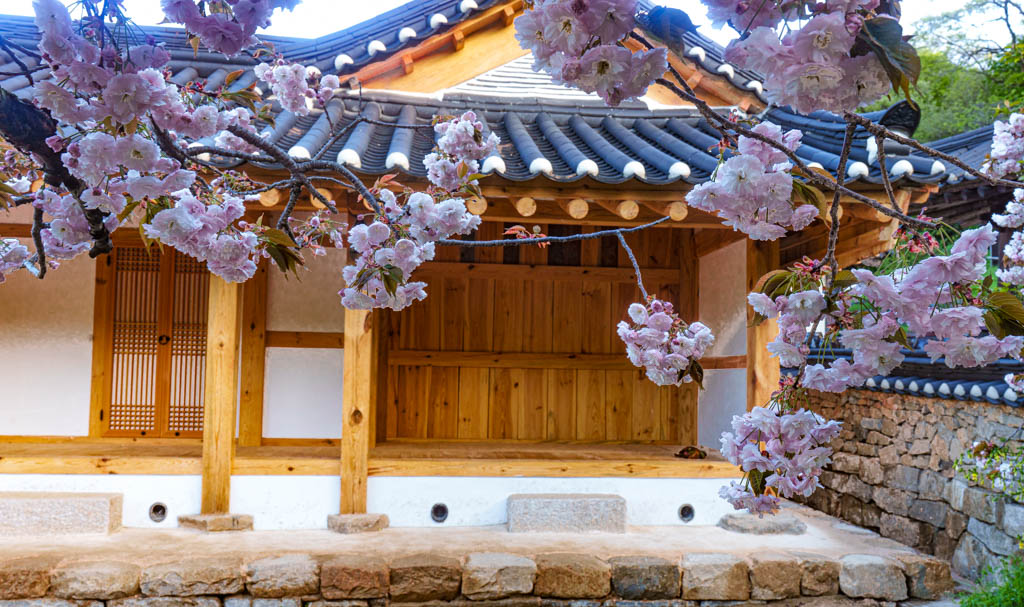 겹벚꽃 명소 서산 개심사 겹벚꽃 출사기 41