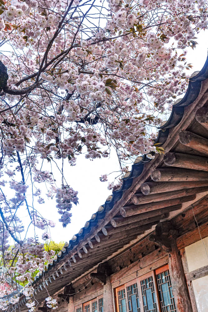 겹벚꽃 명소 서산 개심사 겹벚꽃 출사기 50