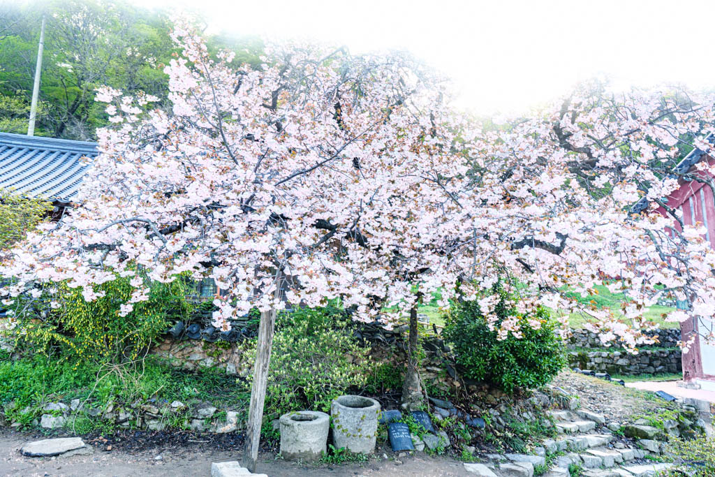 겹벚꽃 명소 서산 개심사 겹벚꽃 출사기 40