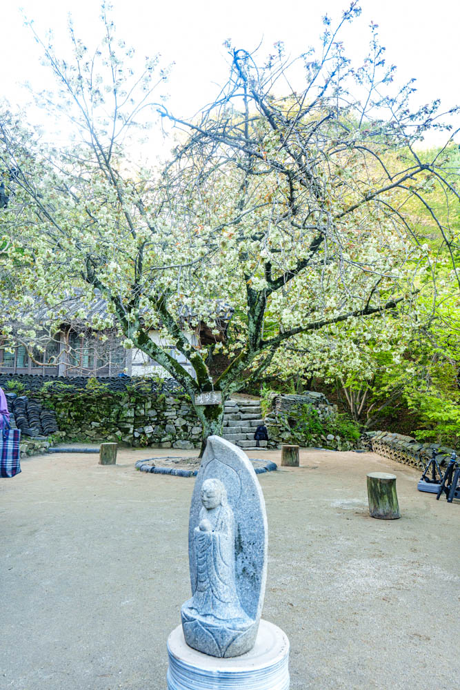 겹벚꽃 명소 서산 개심사 겹벚꽃 출사기 37