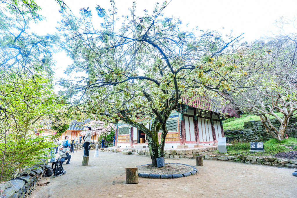 겹벚꽃 명소 서산 개심사 겹벚꽃 출사기 38