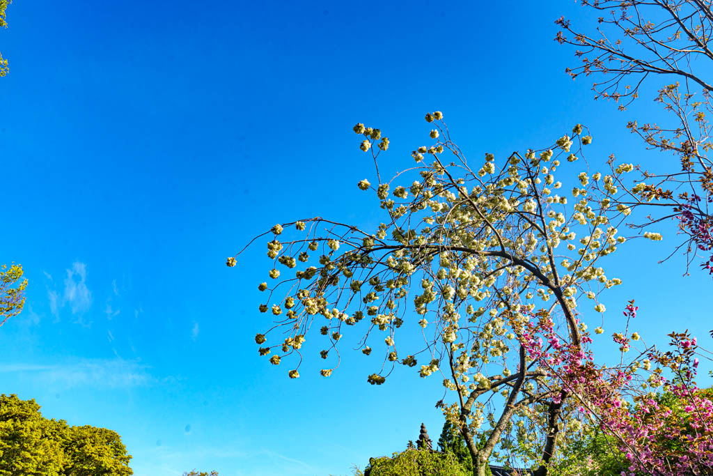 겹벚꽃 명소 서산 개심사 겹벚꽃 출사기 39