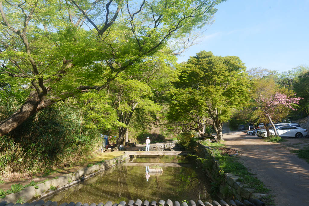 겹벚꽃 명소 서산 개심사 겹벚꽃 출사기 54