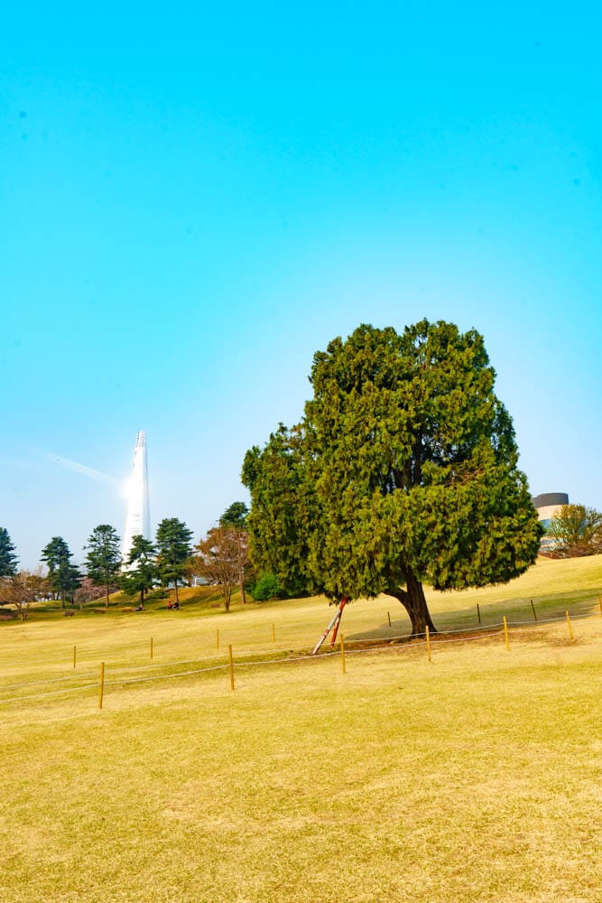 서울 올림픽공원 벚꽃을 보다 18 서울 올림픽공원 벚꽃을 보다 15