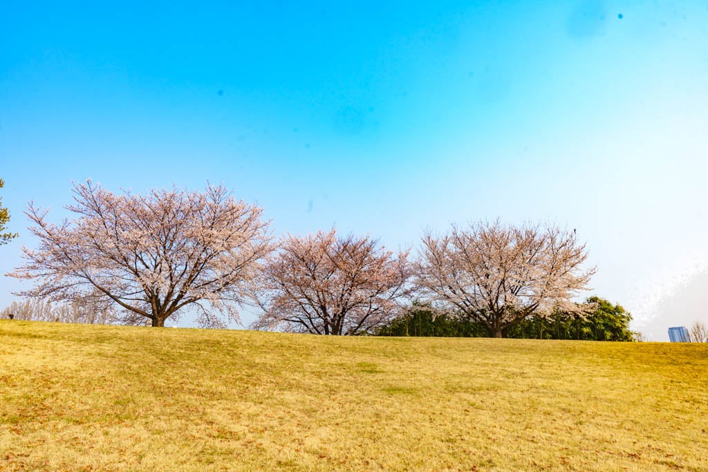 서울 올림픽공원 벚꽃을 보다 22 서울 올림픽공원 벚꽃을 보다 19