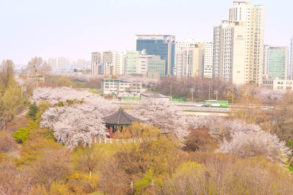 서울 올림픽공원 벚꽃을 보다 25 서울 올림픽공원 벚꽃을 보다 22