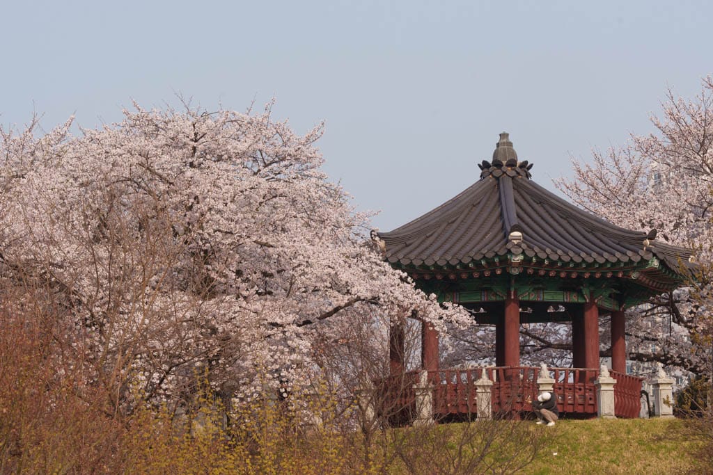 서울 올림픽공원 벚꽃을 보다 26 서울 올림픽공원 벚꽃을 보다 23
