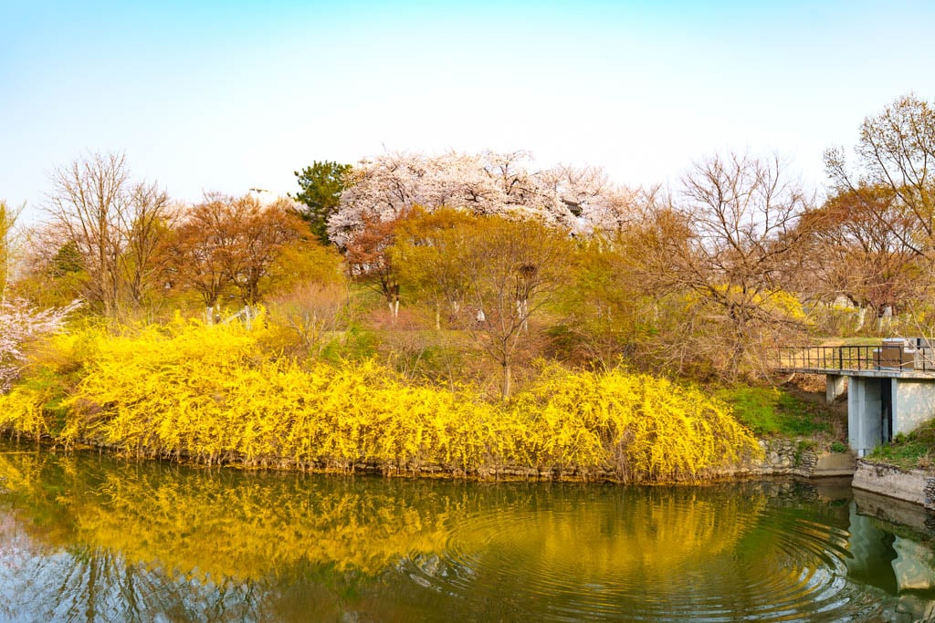 서울 올림픽공원 벚꽃을 보다 27 서울 올림픽공원 벚꽃을 보다 24