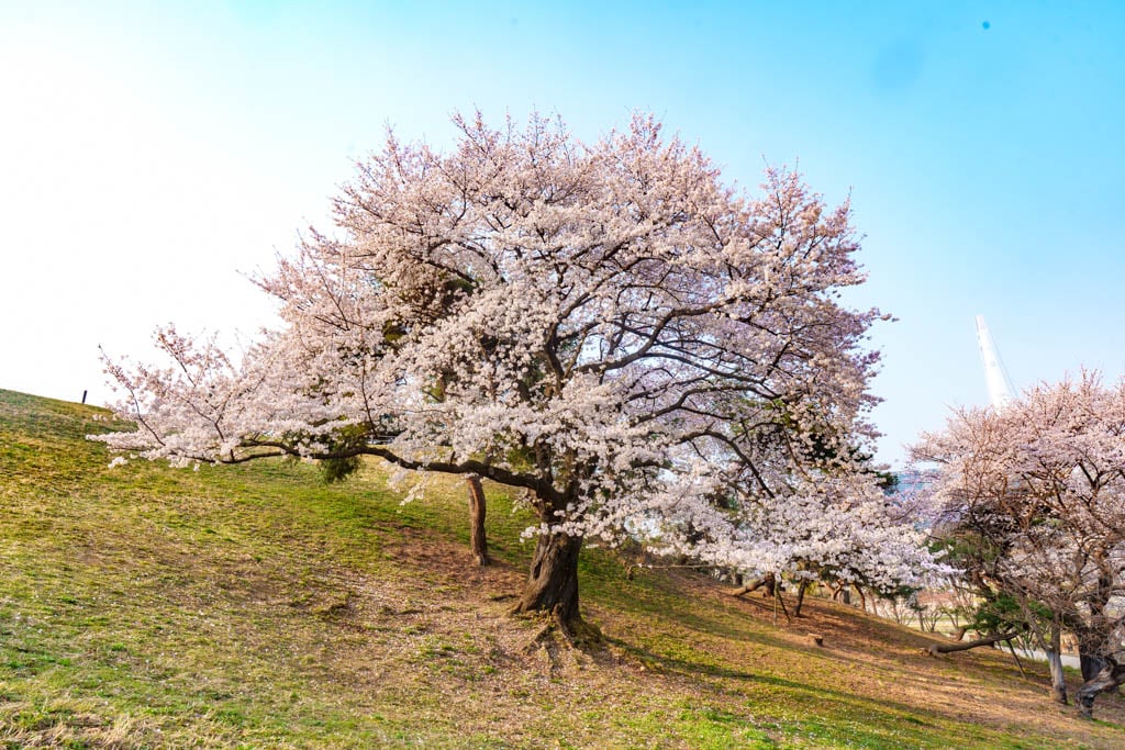 서울 올림픽공원 벚꽃을 보다 17 서울 올림픽공원 벚꽃을 보다 14
