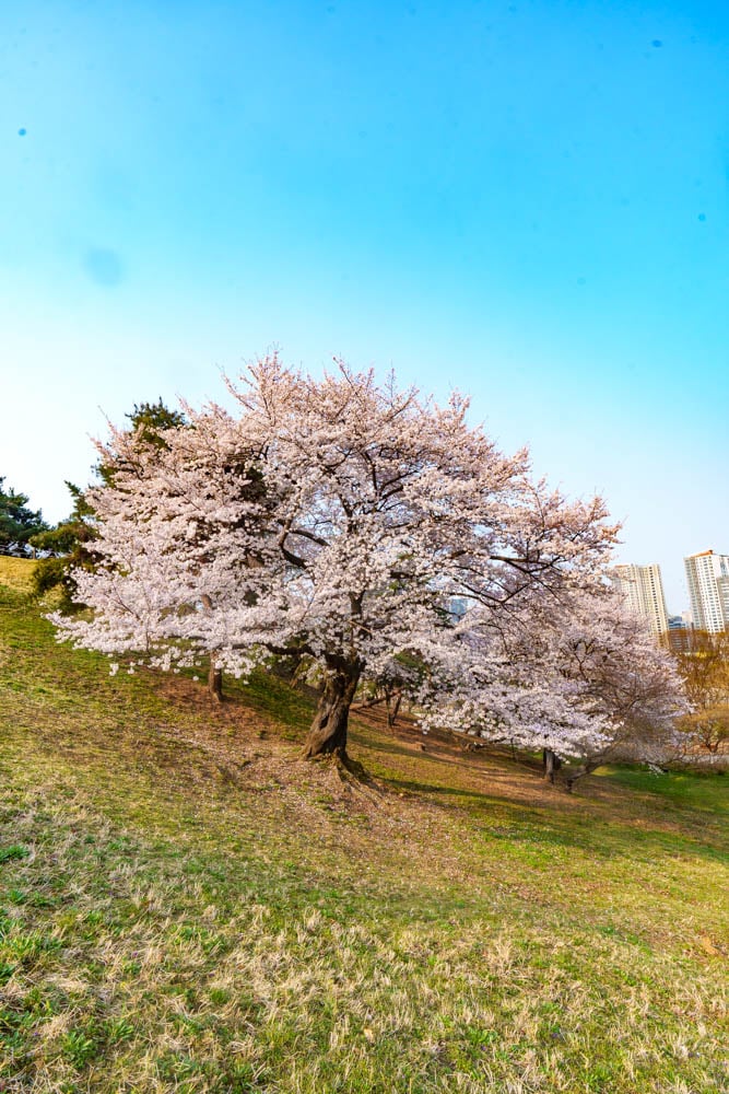 서울 올림픽공원 벚꽃을 보다 15 서울 올림픽공원 벚꽃을 보다 12