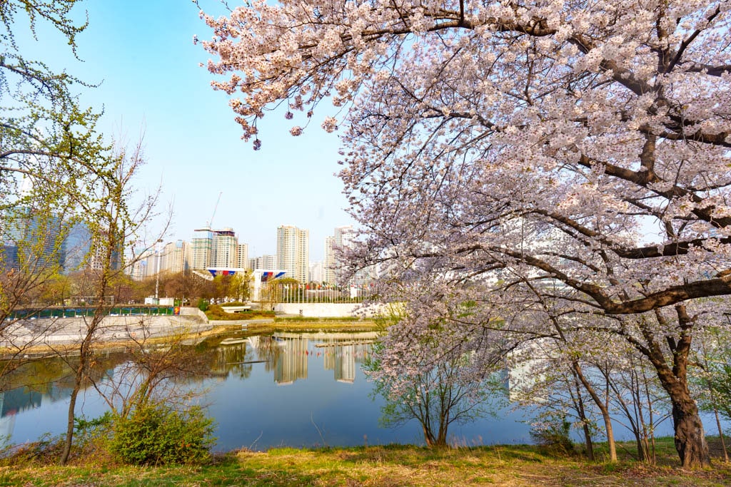 서울 올림픽공원 벚꽃을 보다 28 서울 올림픽공원 벚꽃을 보다 25