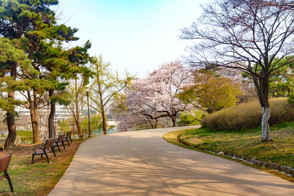 서울 올림픽공원 벚꽃을 보다 29 서울 올림픽공원 벚꽃을 보다 26