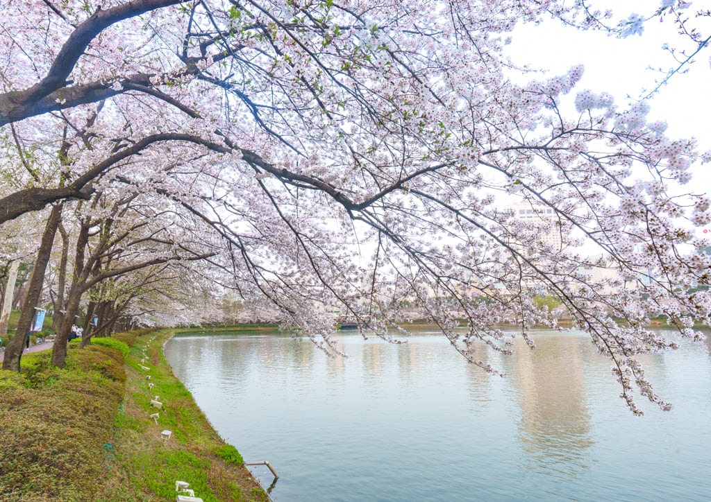 서울 벚꽃 명소, 서울 석촌호수 벚꽃 풍경을 담아보다 34 서울 벚꽃 명소, 서울 석촌호수 벚꽃 풍경을 담아보다 29