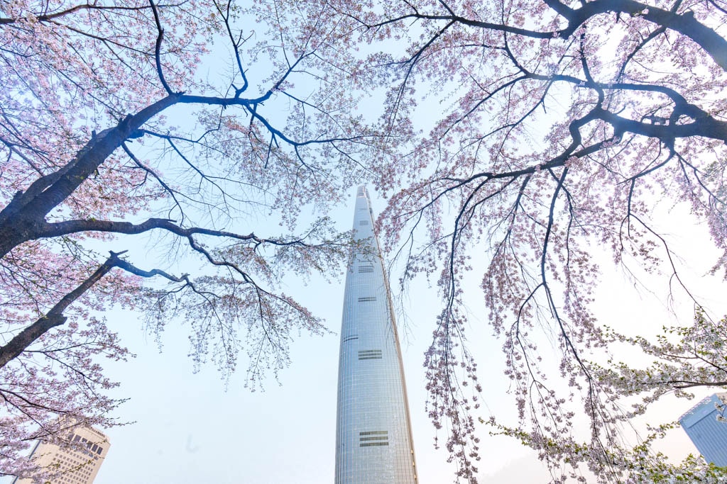 서울 벚꽃 명소, 서울 석촌호수 벚꽃 풍경을 담아보다 33 서울 석촌호수 벚꽃