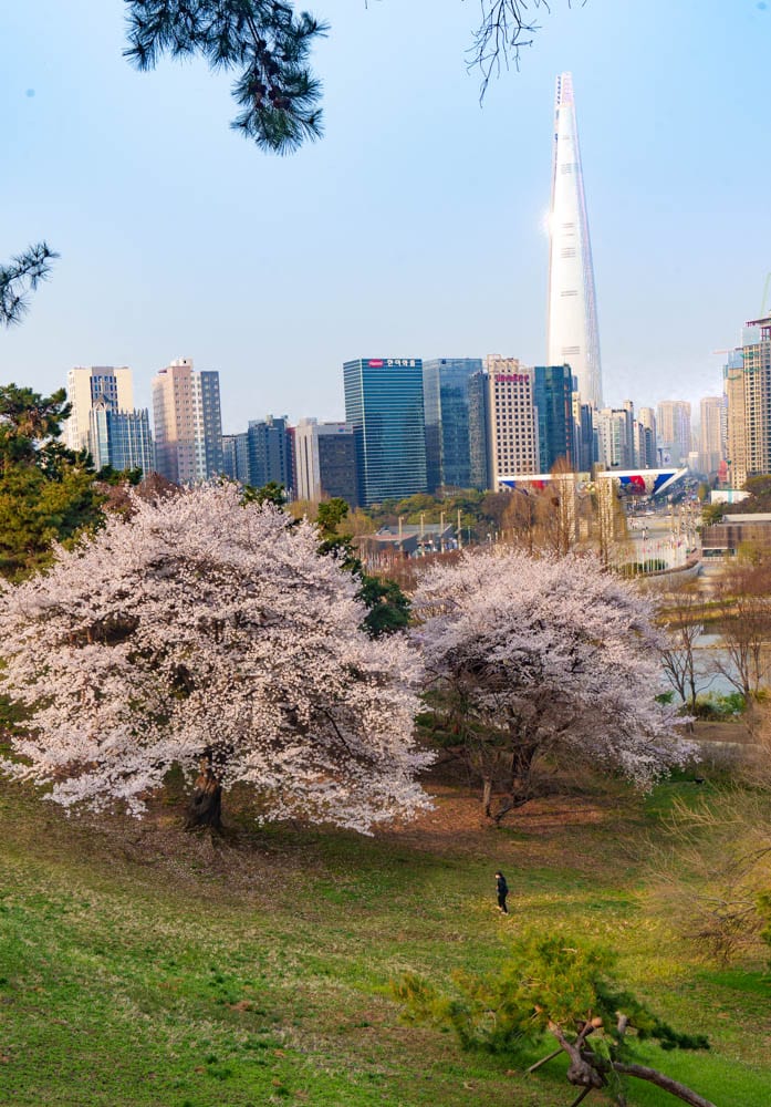 서울 올림픽공원 벚꽃을 보다 13 서울 올림픽공원 벚꽃을 보다 10