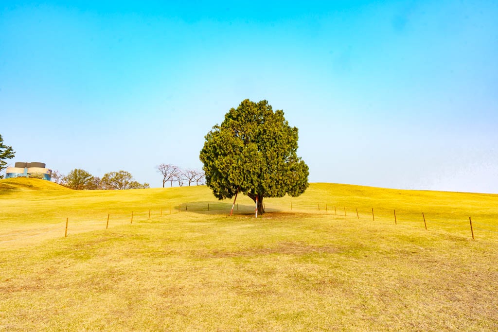서울 올림픽공원 벚꽃을 보다 19 서울 올림픽공원 벚꽃을 보다 16