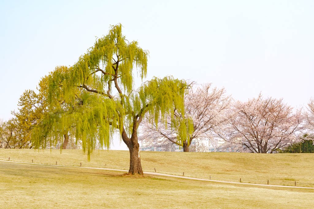 서울 올림픽공원 벚꽃을 보다 21 서울 올림픽공원 벚꽃을 보다 18