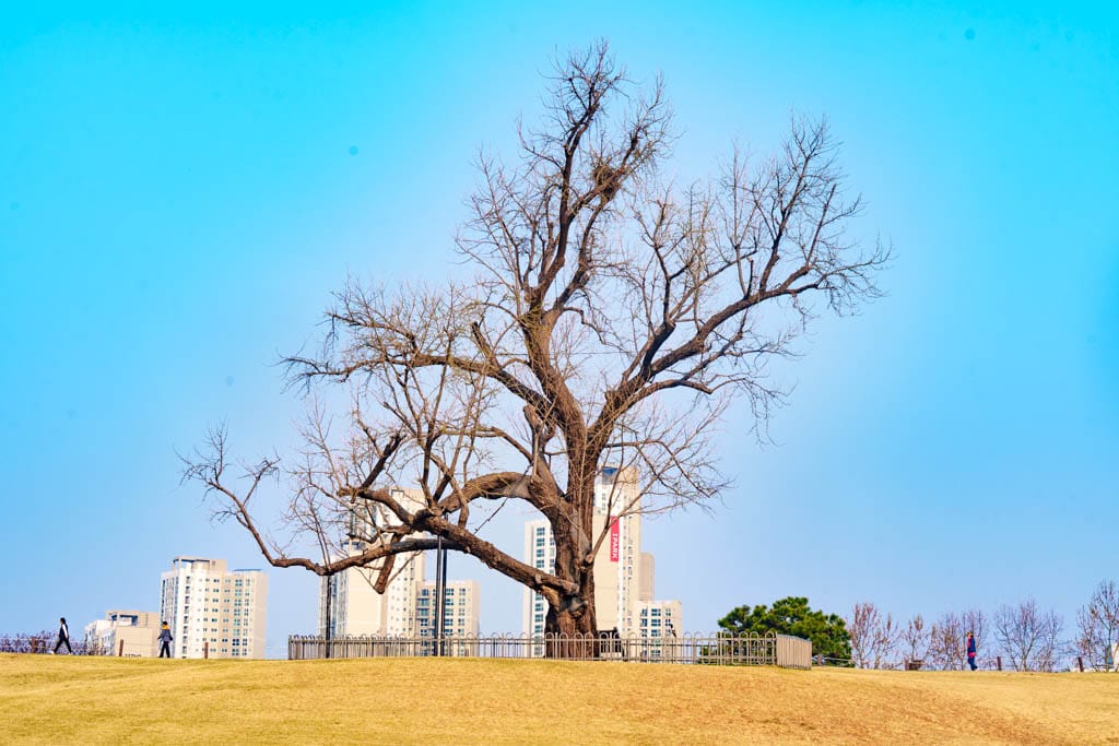 서울 올림픽공원 벚꽃을 보다 23 서울 올림픽공원 벚꽃을 보다 20