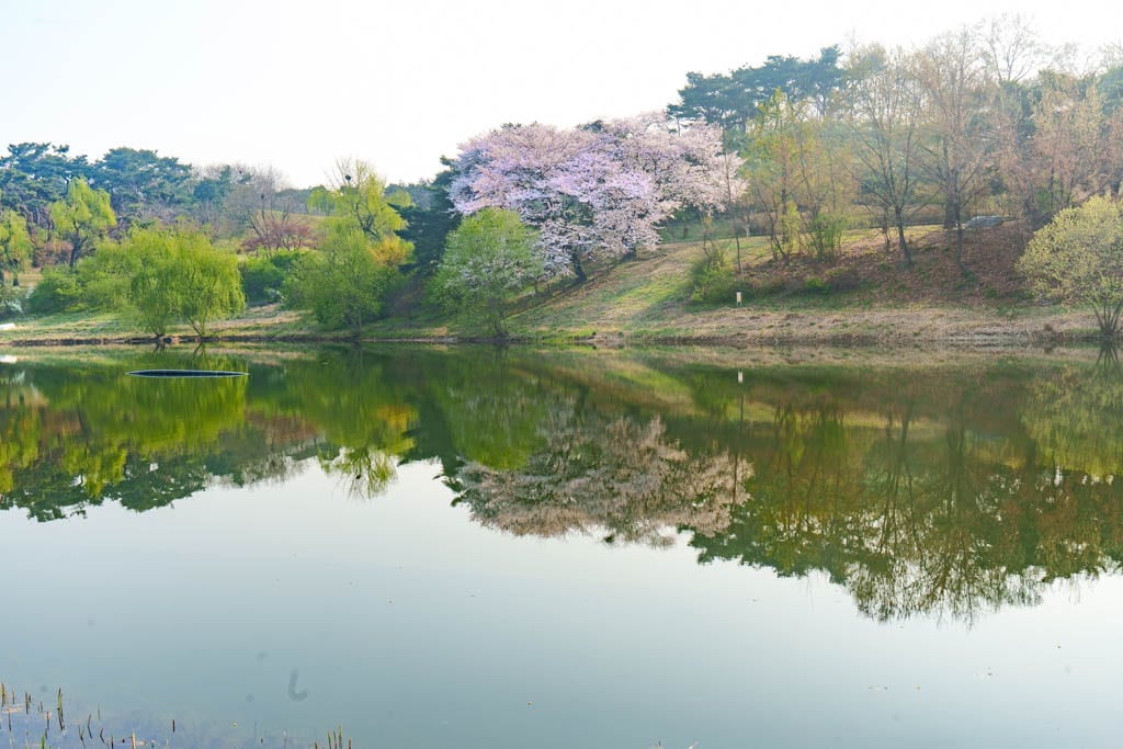 서울 올림픽공원 벚꽃을 보다 12 서울 올림픽공원 벚꽃을 보다 9