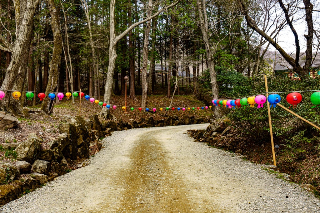 탐매 여행 네번째, 순천 선암사 선암매를 보다 51