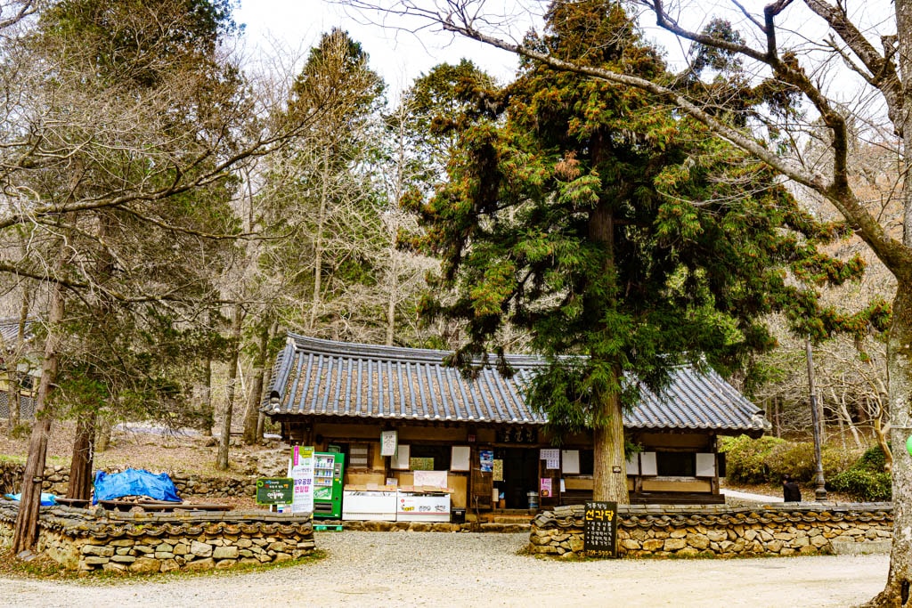 탐매 여행 네번째, 순천 선암사 선암매를 보다 52