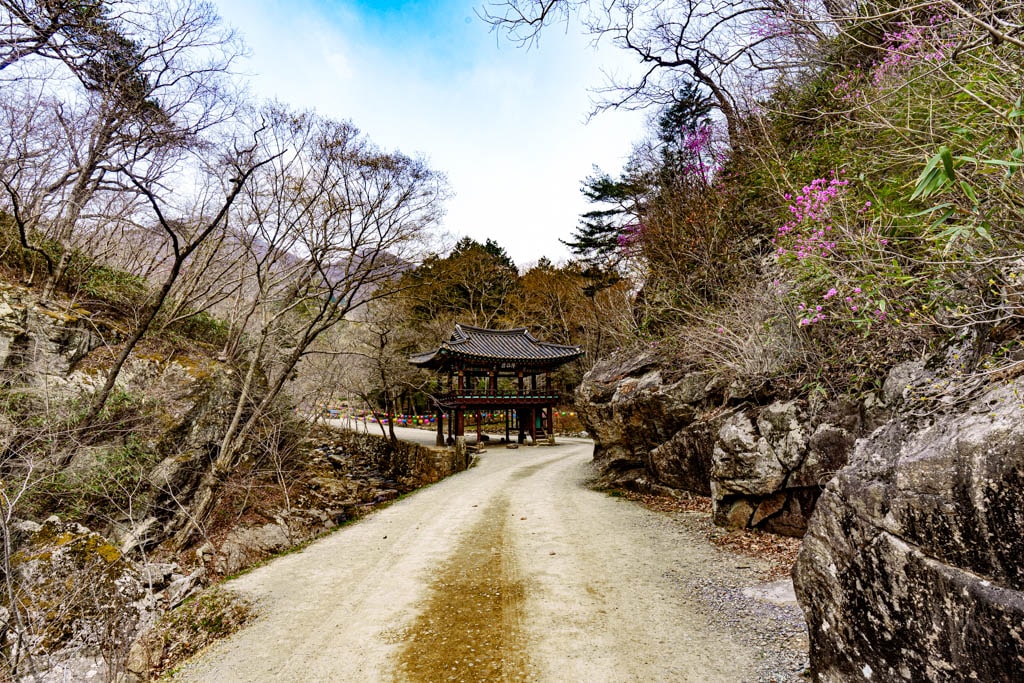 탐매 여행 네번째, 순천 선암사 선암매를 보다 48