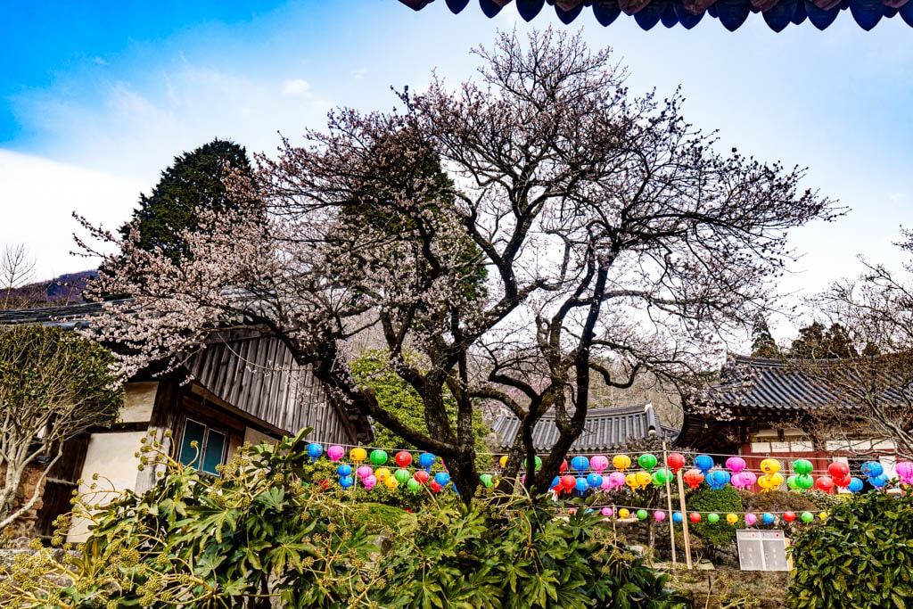 탐매 여행 네번째, 순천 선암사 선암매를 보다 53