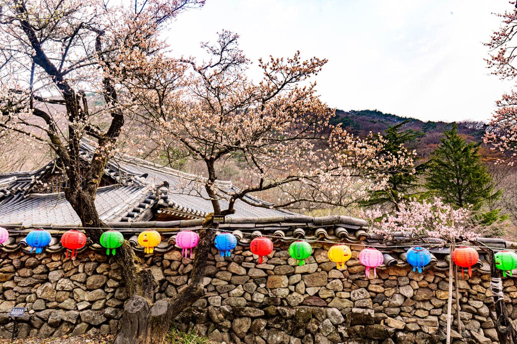 탐매 여행 네번째, 순천 선암사 선암매를 보다 67