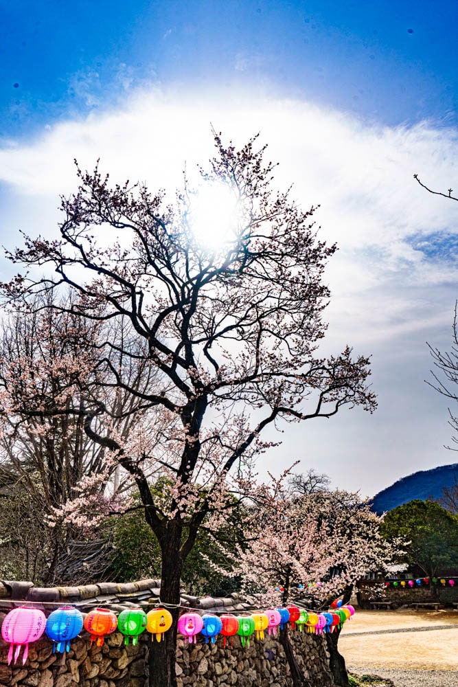 탐매 여행 네번째, 순천 선암사 선암매를 보다 69