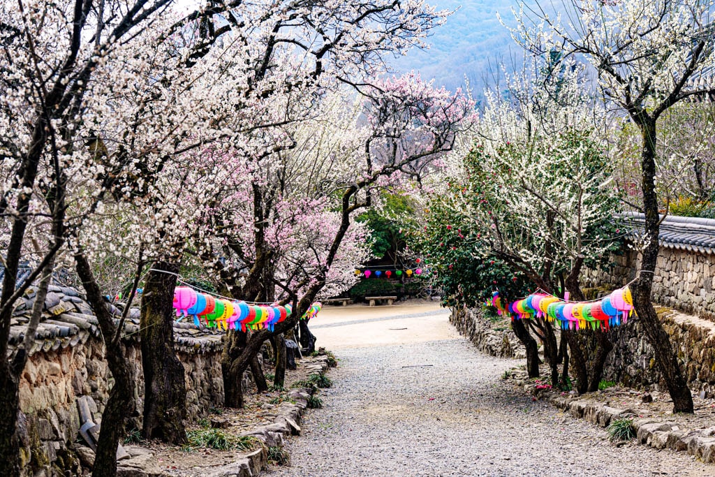 탐매 여행 네번째, 순천 선암사 선암매를 보다 65