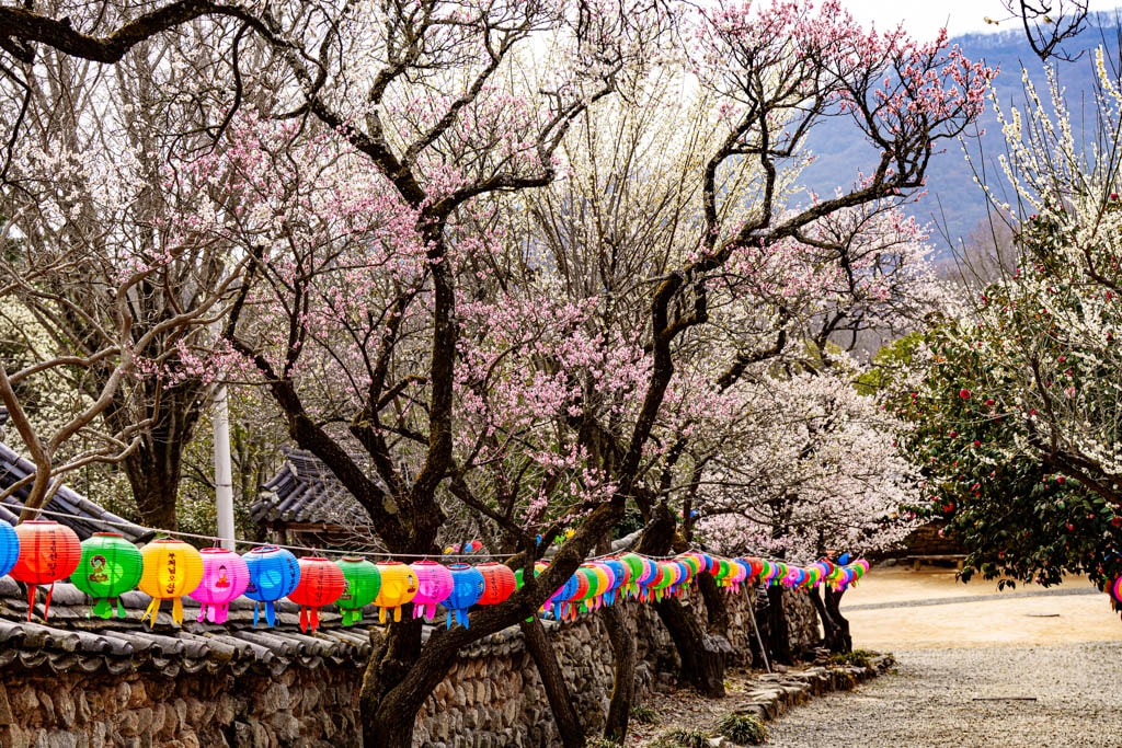 탐매 여행 네번째, 순천 선암사 선암매를 보다 66