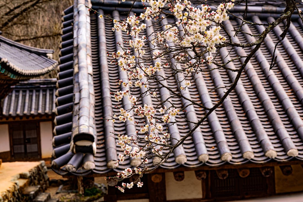 탐매 여행 네번째, 순천 선암사 선암매를 보다 71