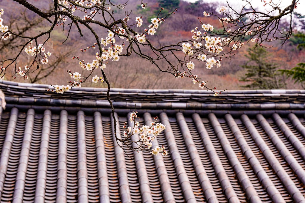 탐매 여행 네번째, 순천 선암사 선암매를 보다 70