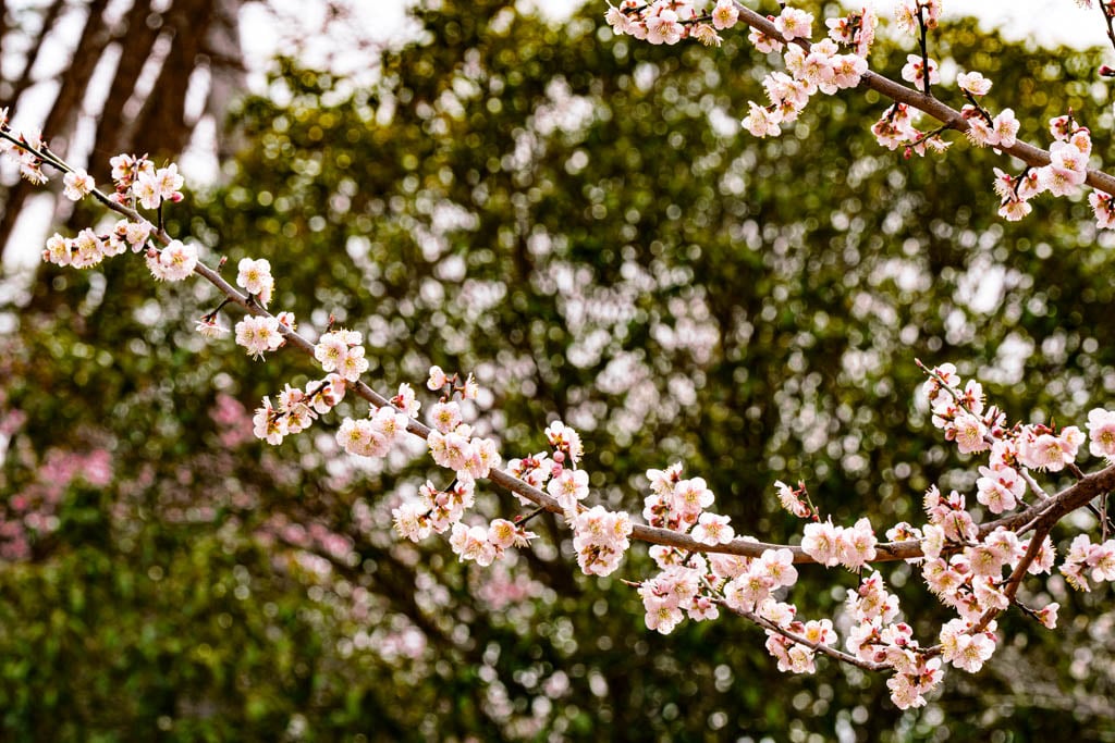 탐매 여행 네번째, 순천 선암사 선암매를 보다 72