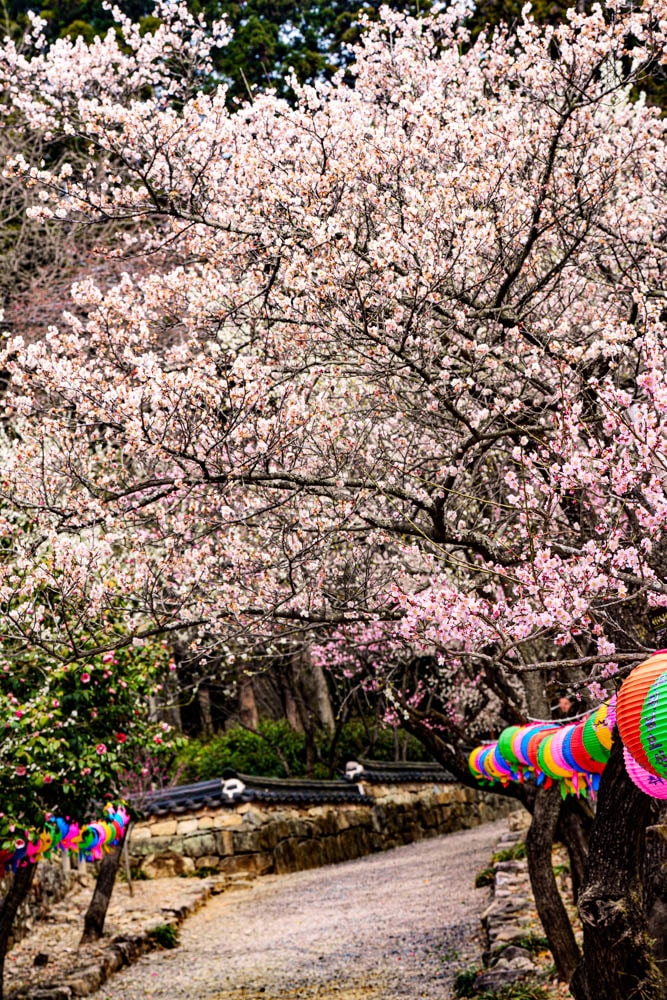 탐매 여행 네번째, 순천 선암사 선암매를 보다 68