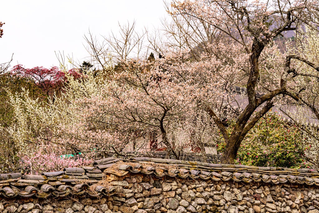 탐매 여행 네번째, 순천 선암사 선암매를 보다 73