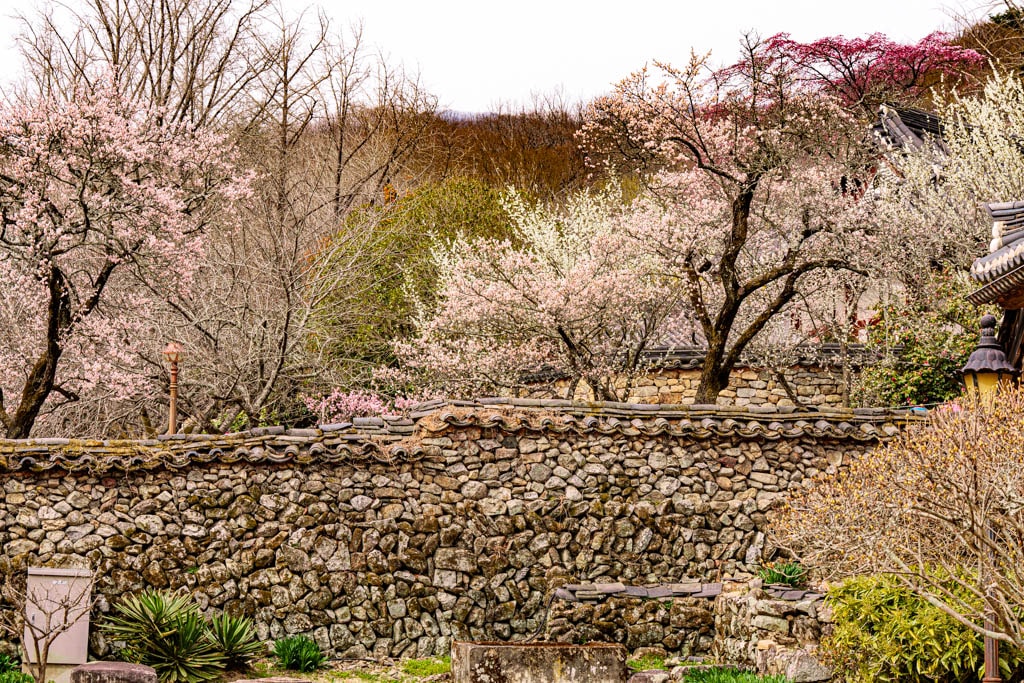 탐매 여행 네번째, 순천 선암사 선암매를 보다 74